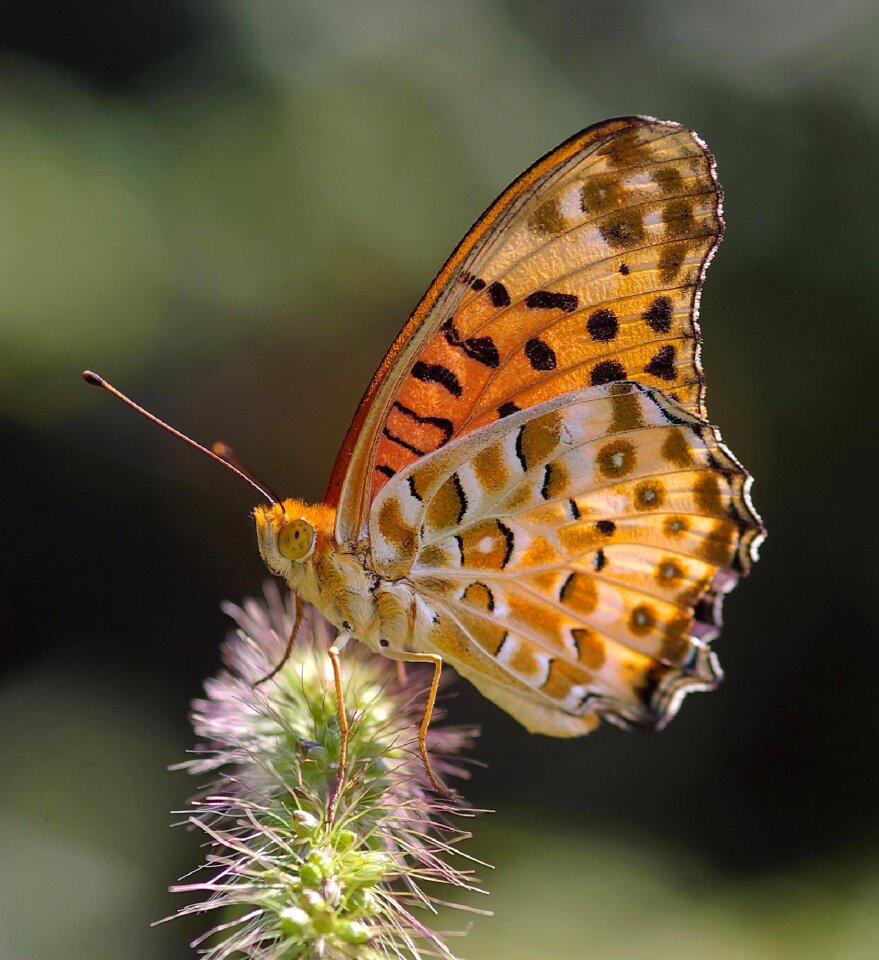 Insect flower wings