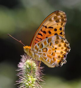 Insect flower wings photo