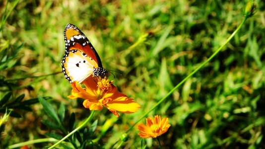 Africa flower beauty