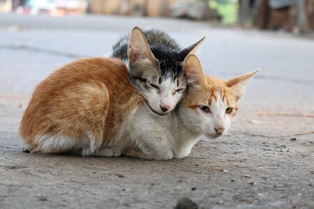 Happy cute pet