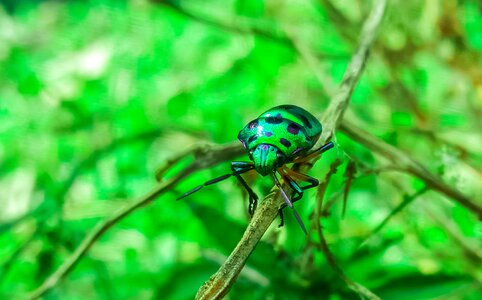 Bug nature olive