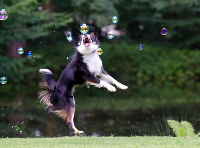 Border collie dog chasing bubbles playful photo