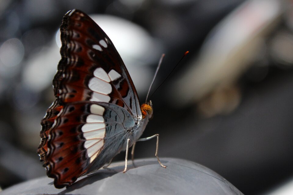 Insect wing nature