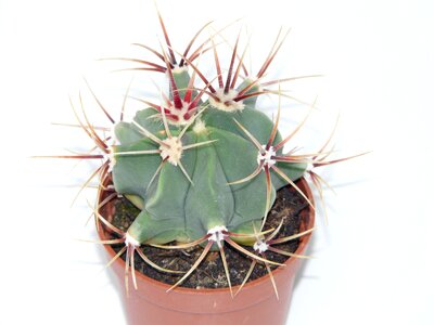 Cactus greenhouse cactaceae spur