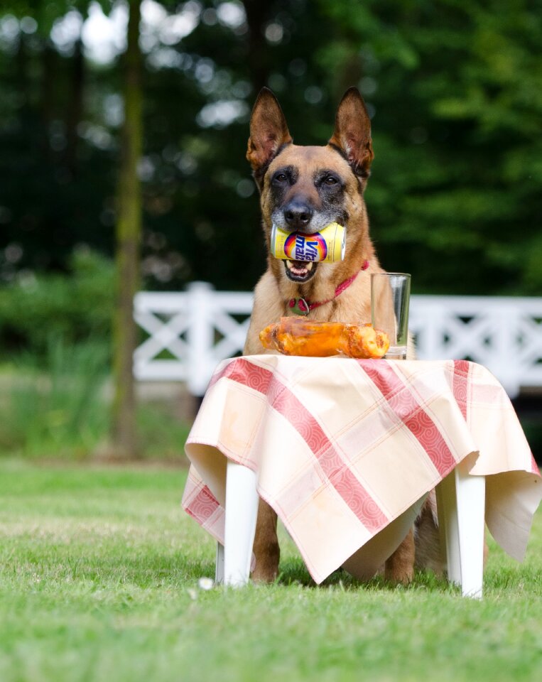 Belgian shepherd dog summer funny