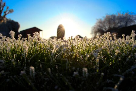 Spring blooming grass photo