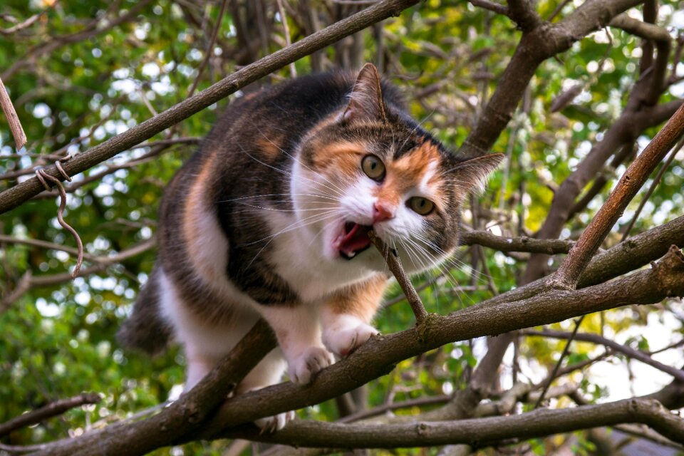 Lucky cat domestic cat tree