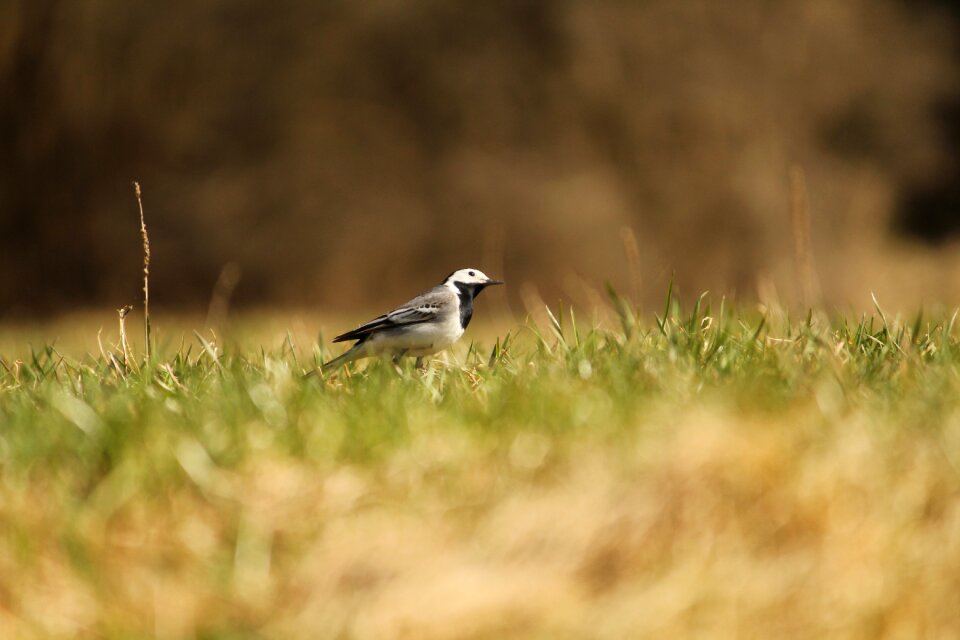 Grass searching food animal