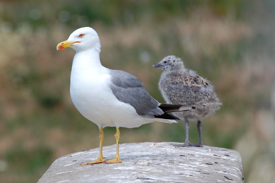 Animals biped beak