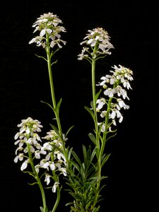 White macro wild flower