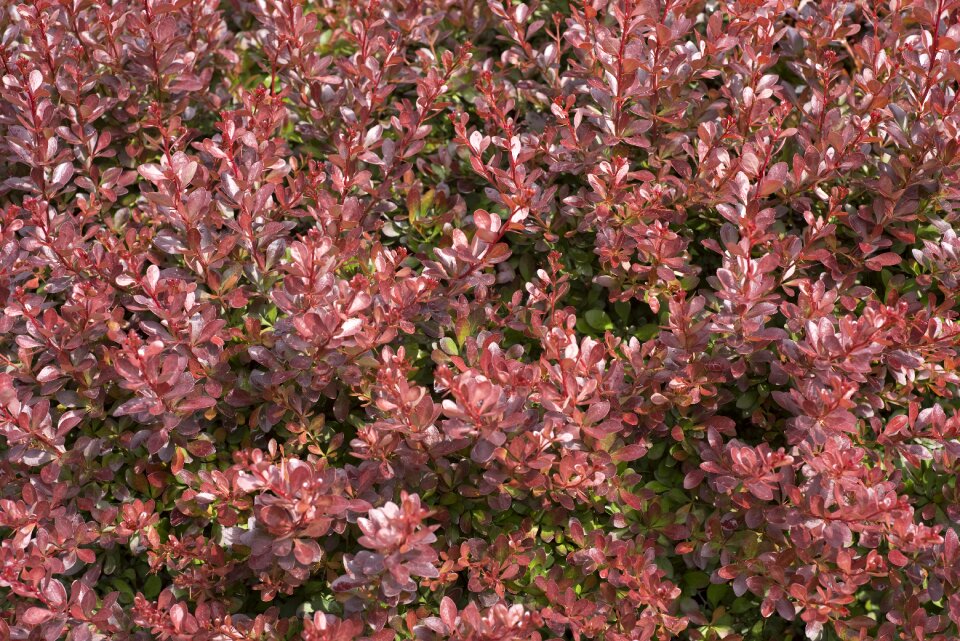 Nature plant shrub