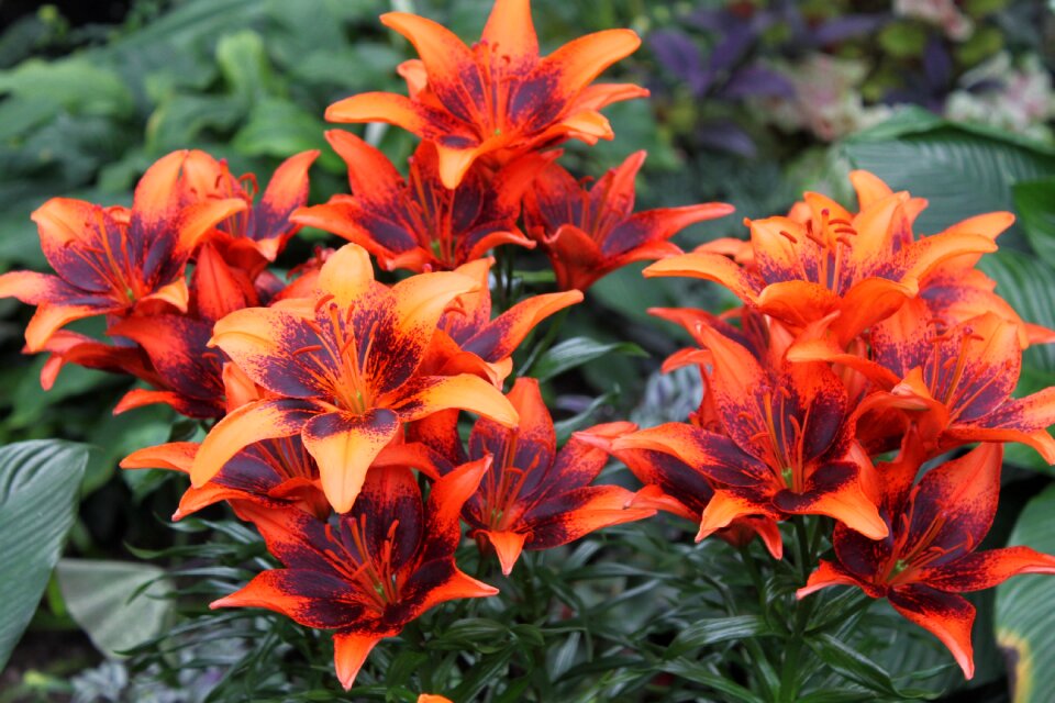 Lillies orange liliies floral