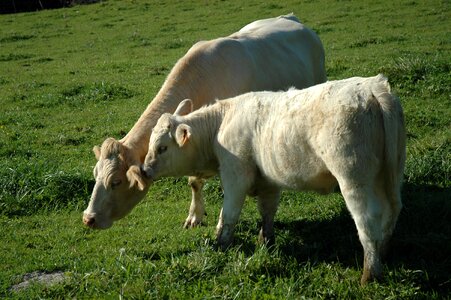 Cow pasture farm photo