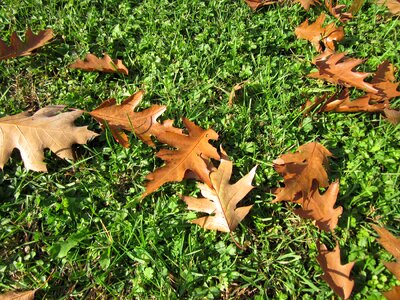 Leaves fallen autumn