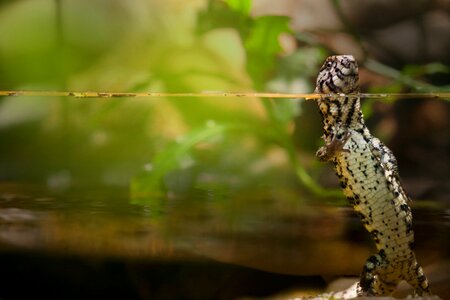 Lizard creature animal photo