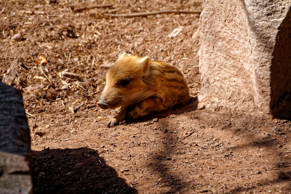 Wild animal world zoo