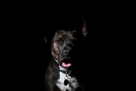 Canine pet gloomy photo