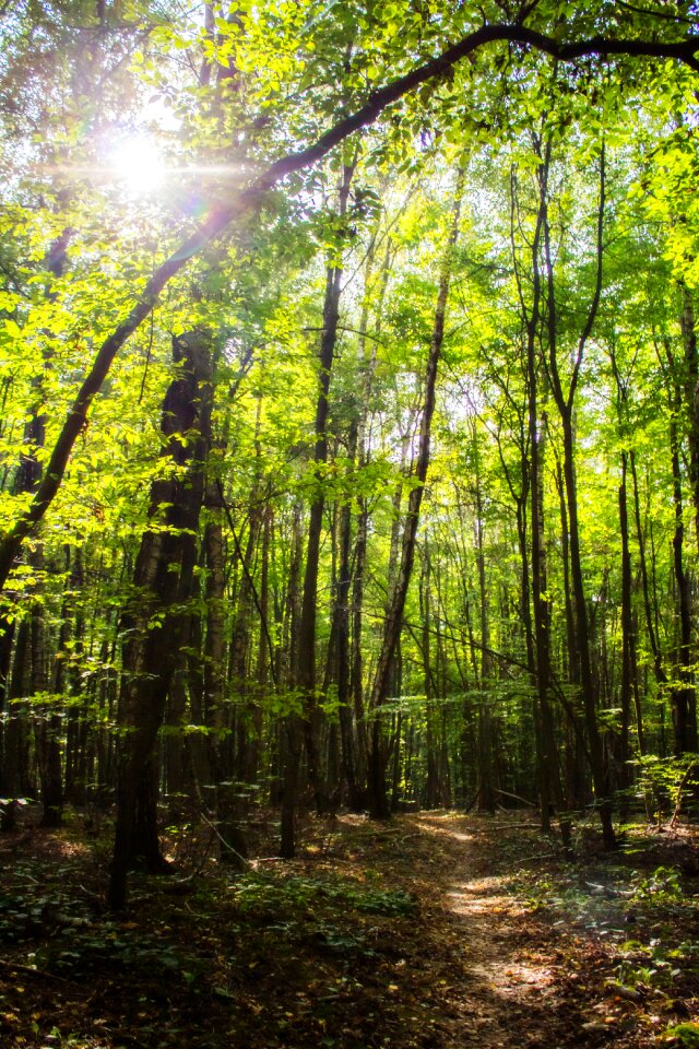 Tree nature landscape