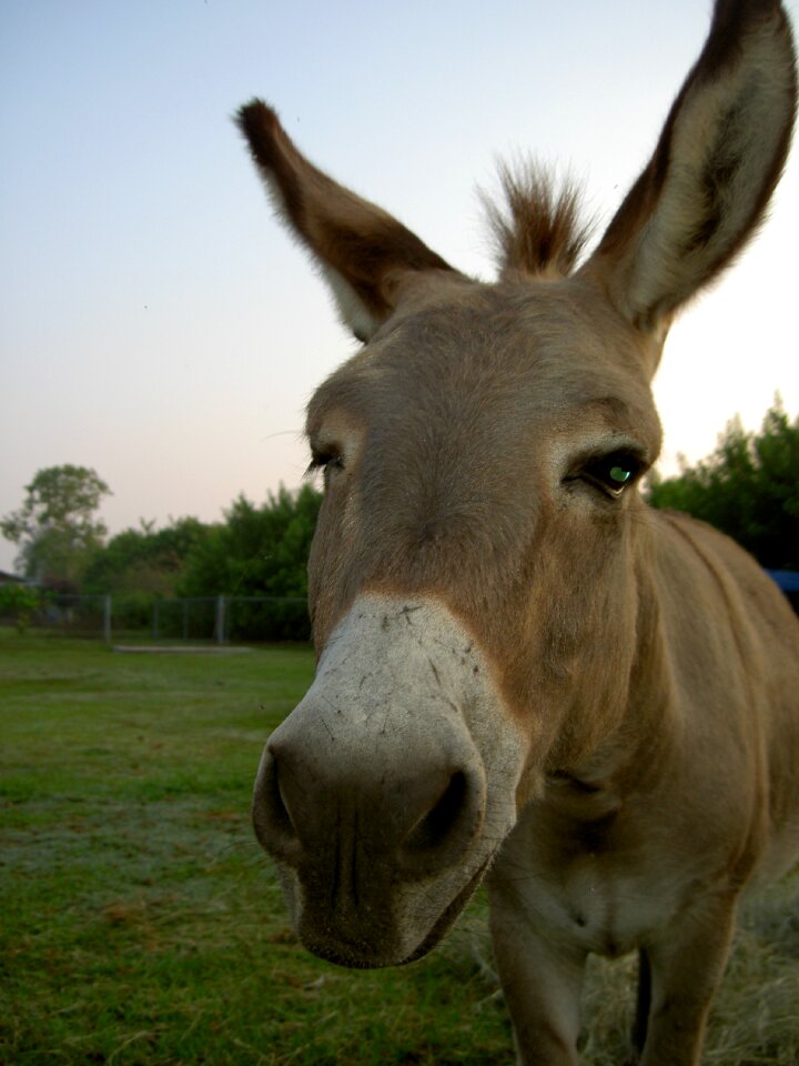 Mammal burro funny
