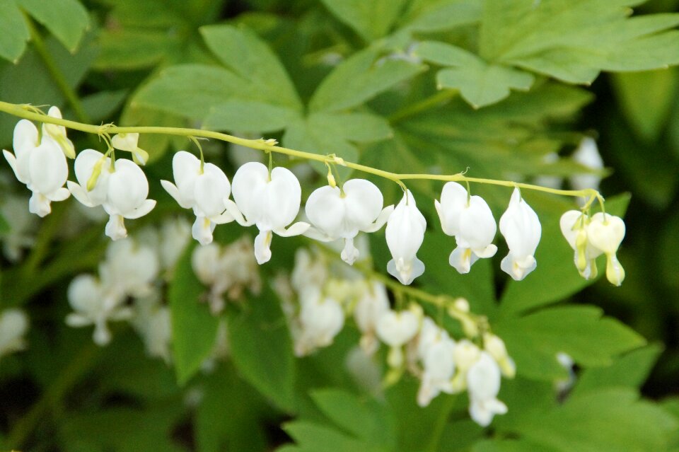 Bloom watery heart bleeding heart