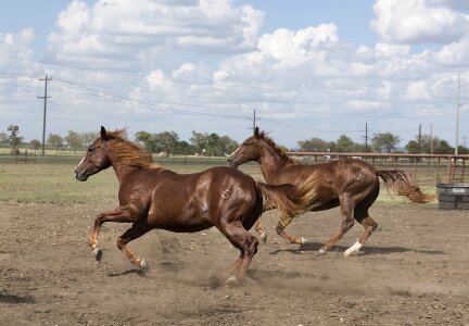 Equine animals quarter horses photo
