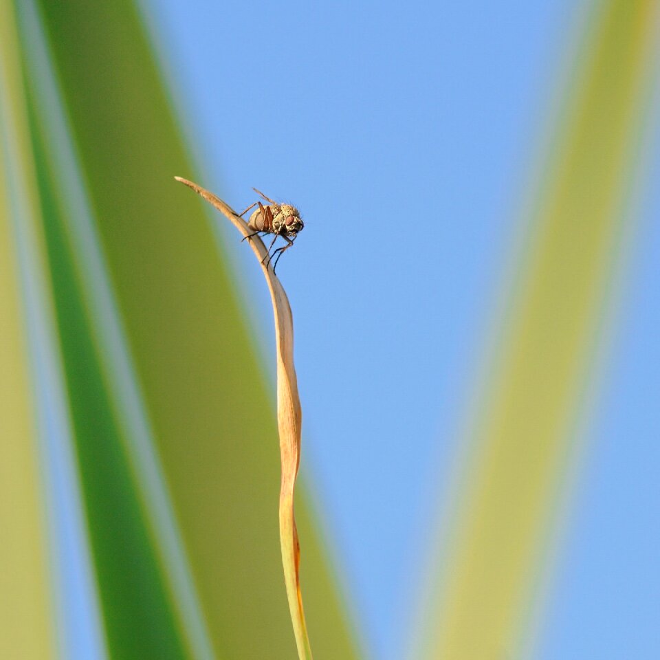 Insect height isolated form