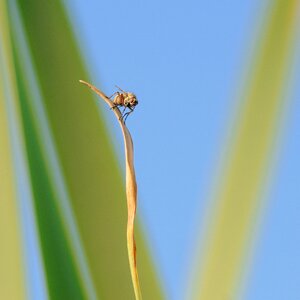 Insect height isolated form