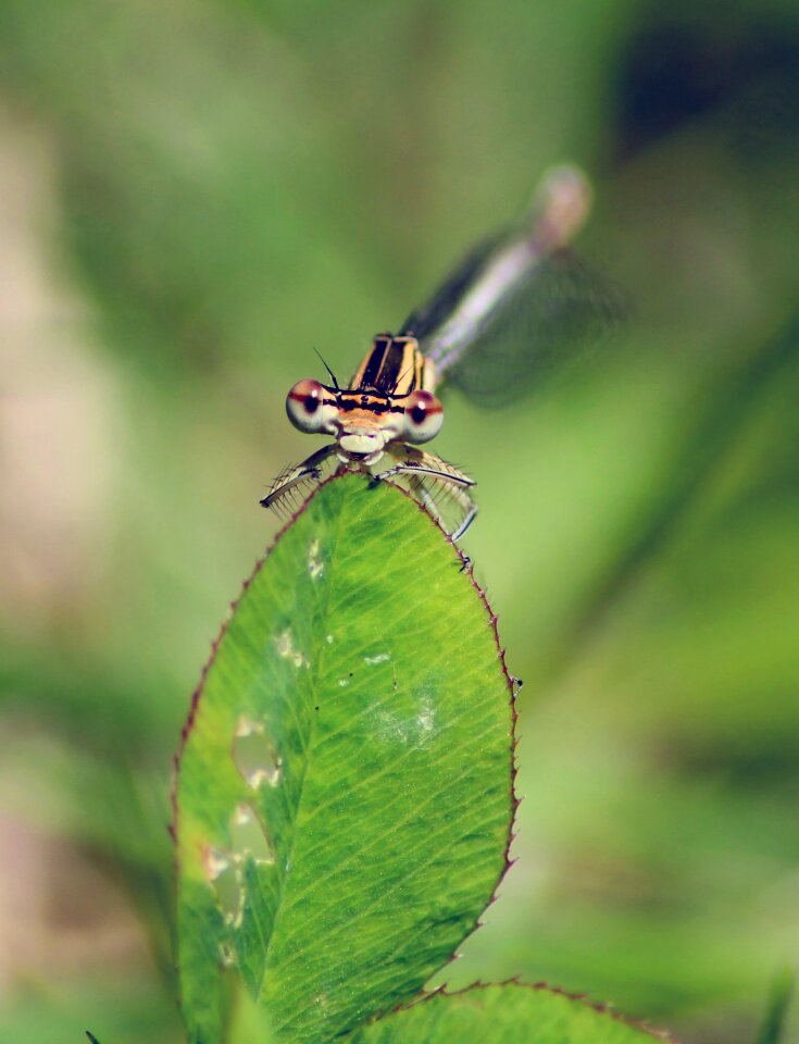 Agrion macro nature