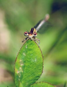 Agrion macro nature