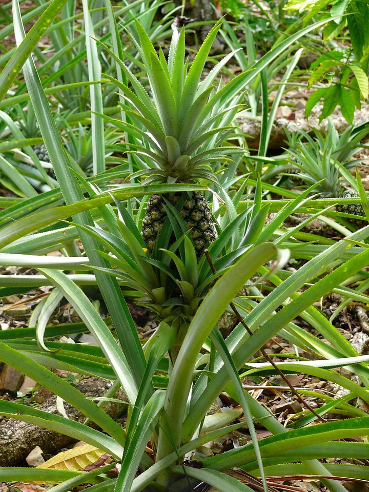 Dominican republic growing