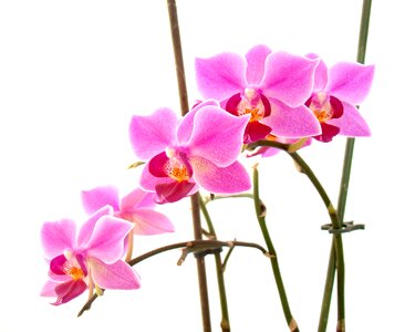 Petal blooming beautiful