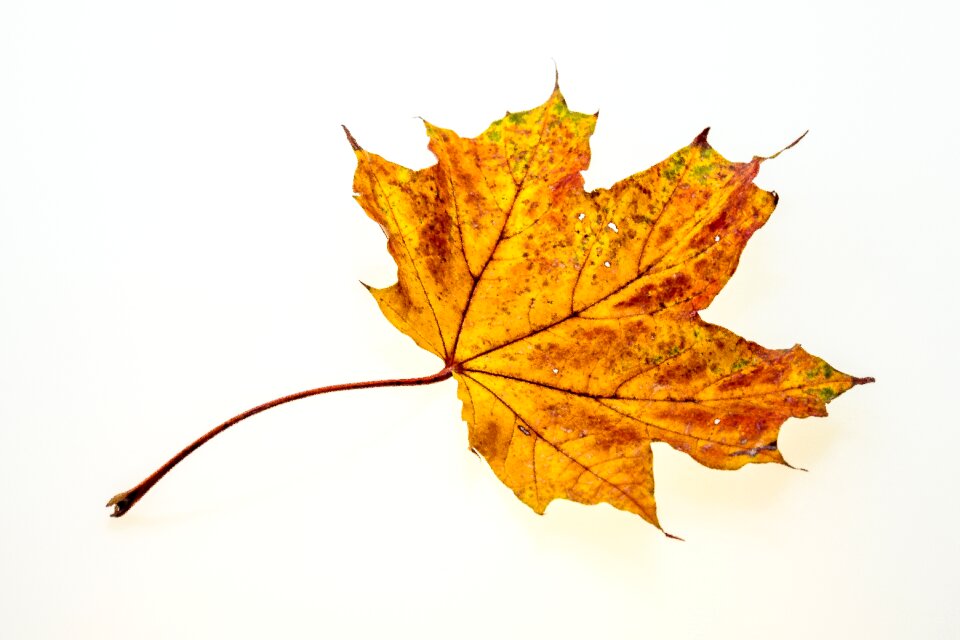 Fall foliage colors of autumn leaves in the autumn