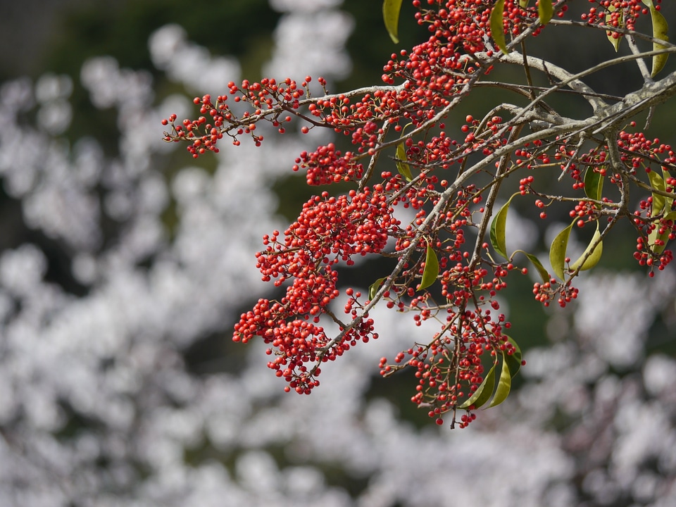 Real tree red fruits