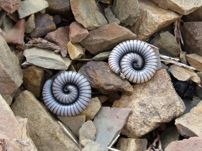 Centipede spiral ommatoiulus rutilans