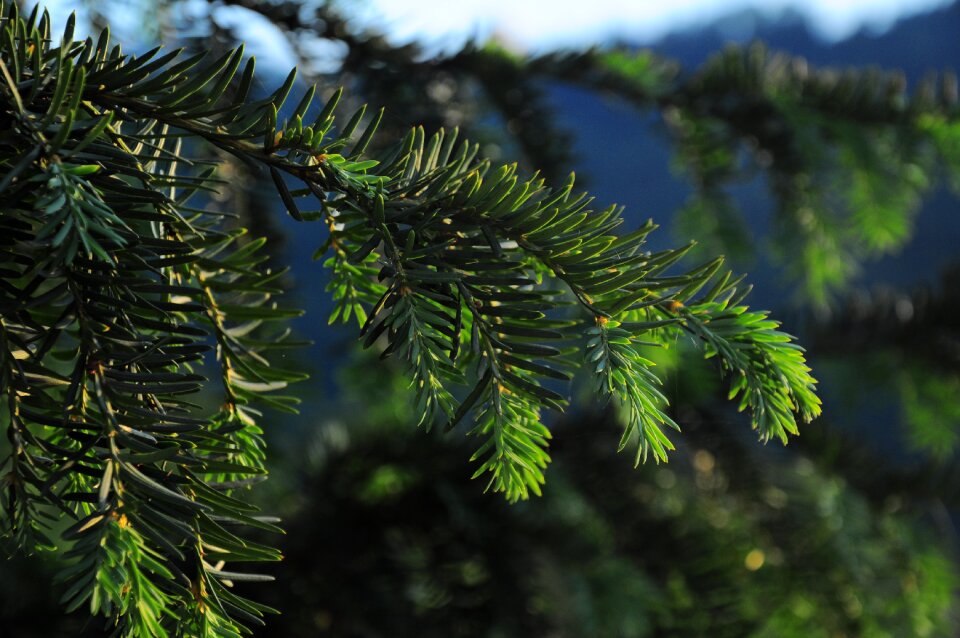 Green nature tree