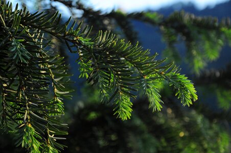 Green nature tree photo