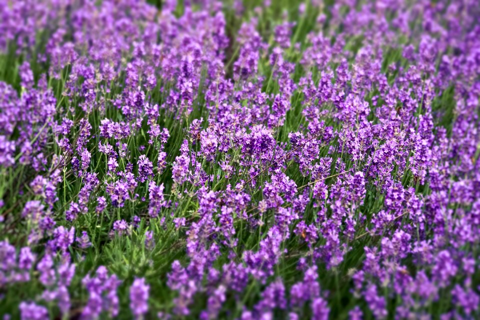 Plant garden provence