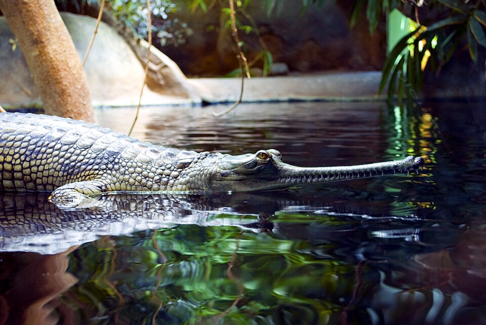 Water lizard predator