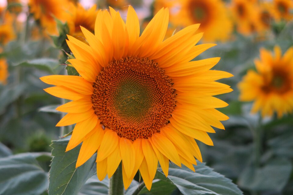 Nature yellow summer