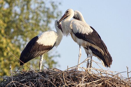 Animal world nature white stork photo