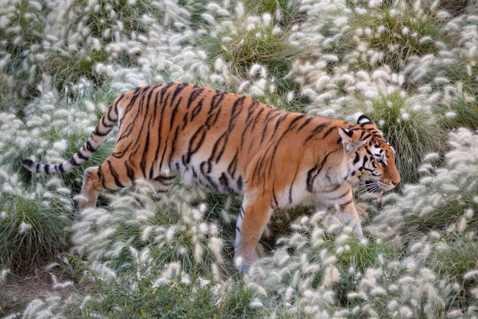 Animal predator carnivorous