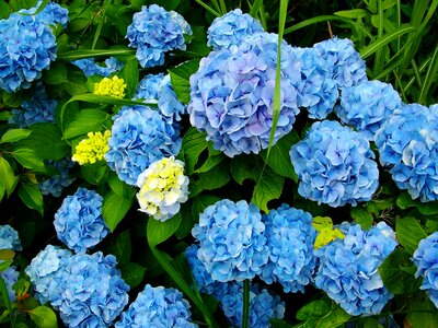 Hydrangea flowers Free photos