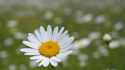 Field spring nature photo