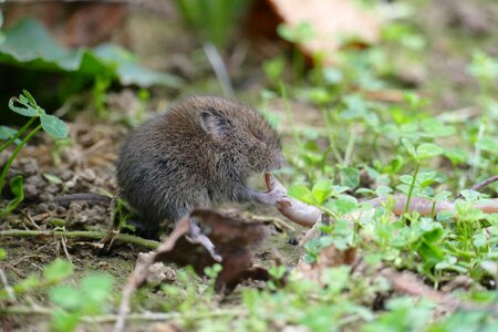 Fauna worm invertebrates