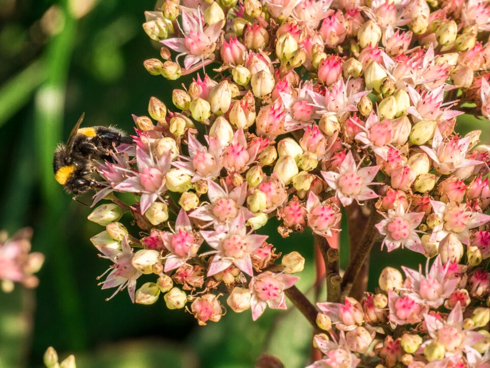 Hummel close up summer photo