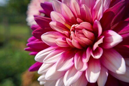 Flower garden pink dahlia july photo