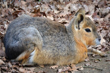 Animal pampa haas rodent
