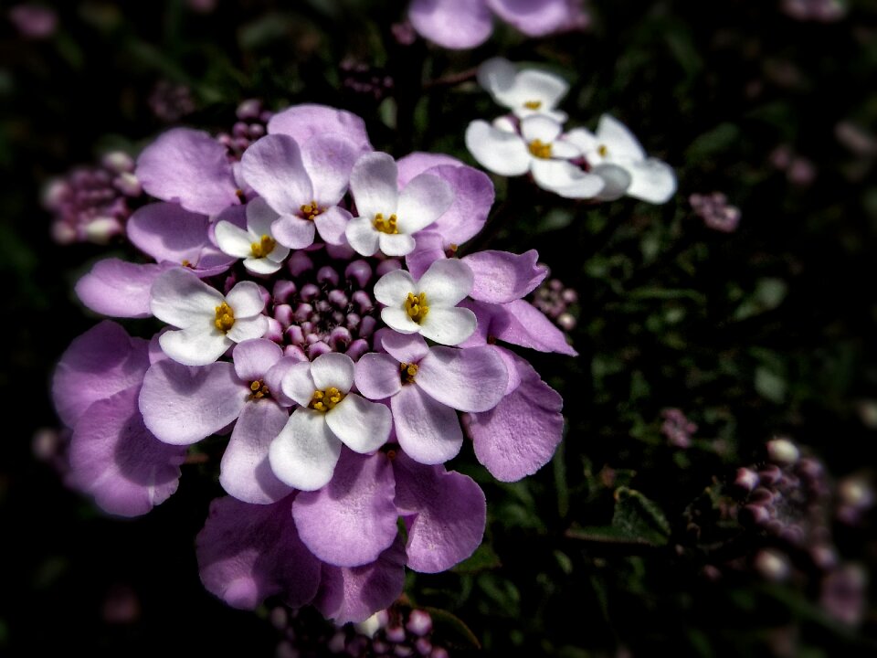 Garden macro purple
