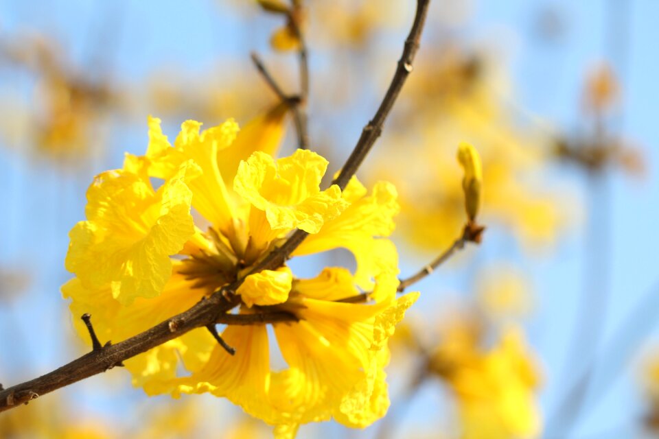 Fresh handroanthus chrysanthus petal