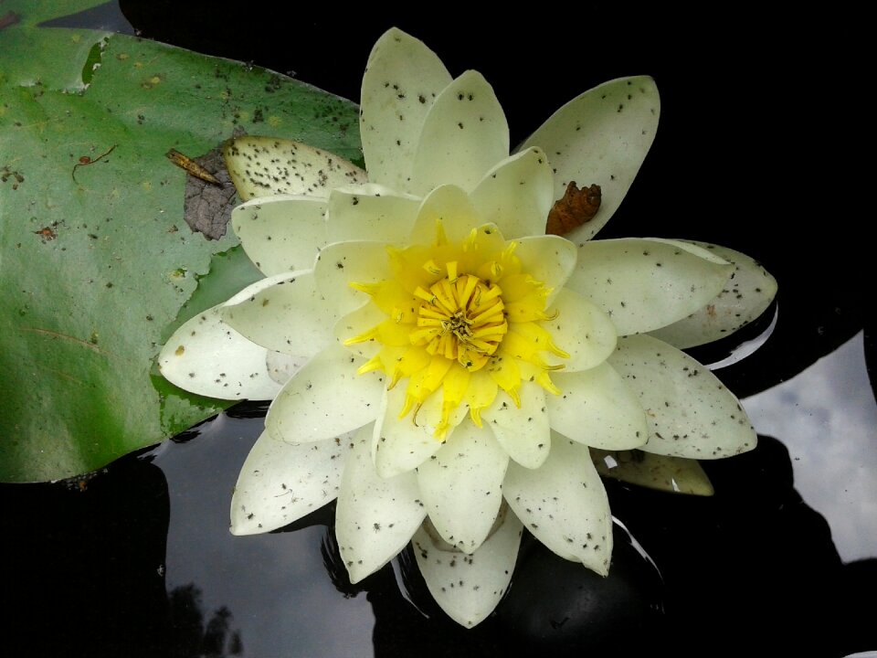 Water lily plant after the rain
